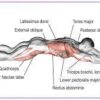 Гимнастическое спортивное фитнес колесо Double wheel Abs health abdomen round | Тренажер-ролик для мышц